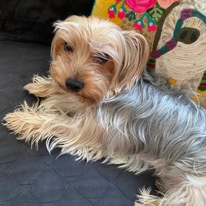 Meet your Posher, Peiqi